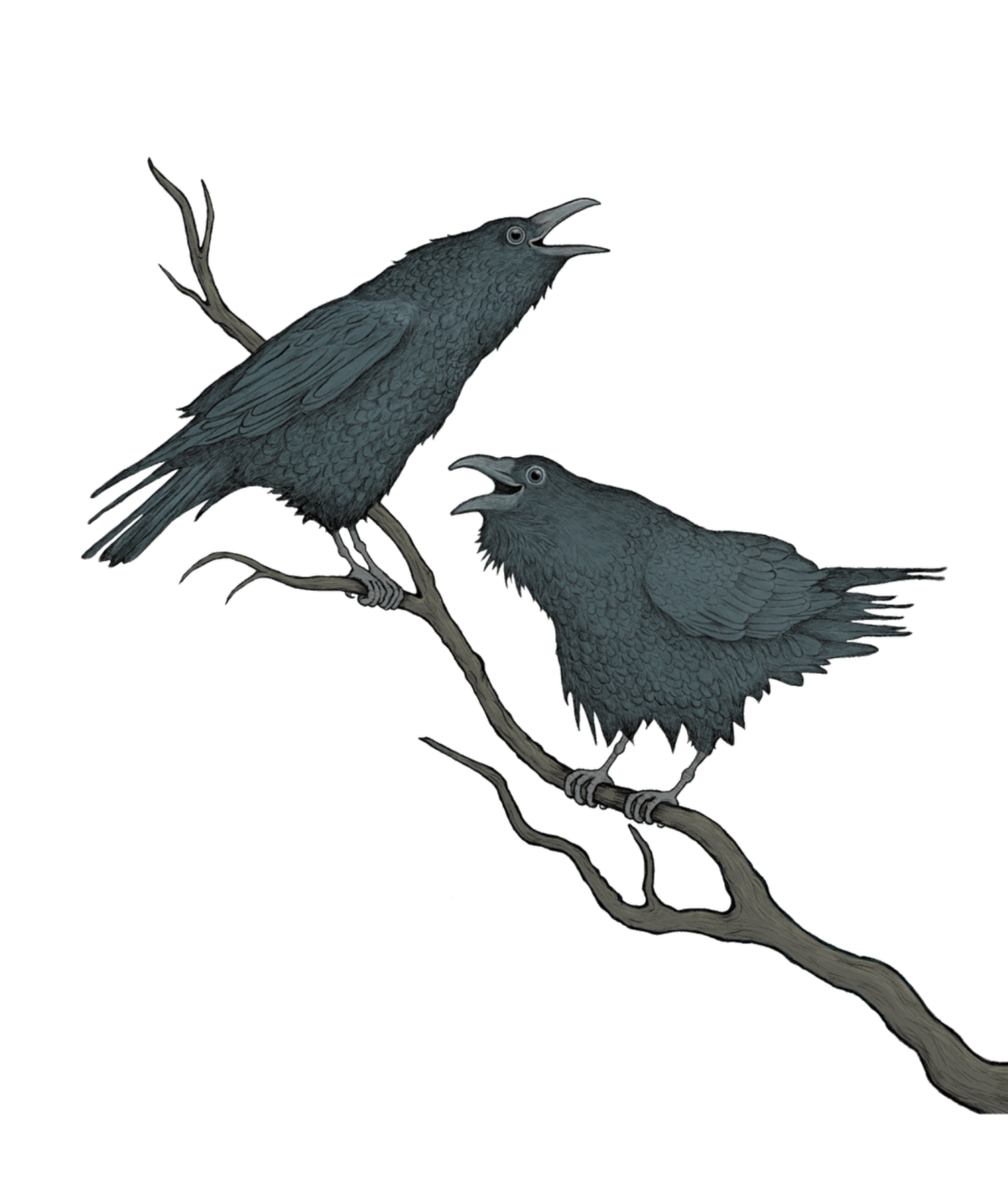 Anna Grabener Illustration Text